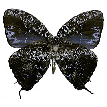 Brevianta Ematheon (M)