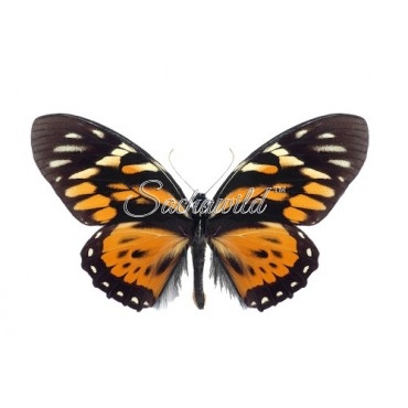 Papilio Zagreus Chrysoxanthus