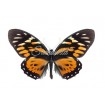 Papilio Zagreus Chrysoxanthus (M)