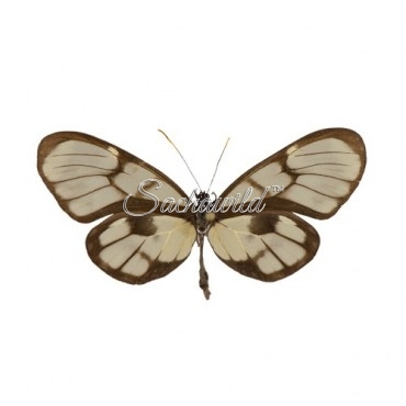 Godyris Dircenna Pastazana