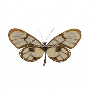 Godyris Dircenna Pastazana