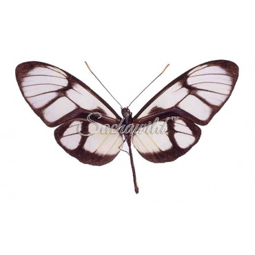 Callithomia Lenea Zelie