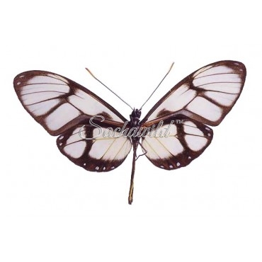 Callithomia Lenea Zelie