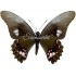 Papilio Anchisiades