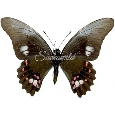 Papilio Anchisiades