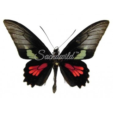 Parides Neophilus Olivencius