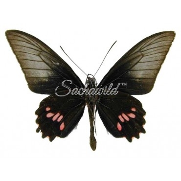 Parides Neophilus Olivencius