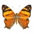 Hypanartia Lethe