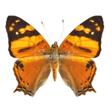 Hypanartia Lethe