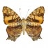 Hypanartia Lethe