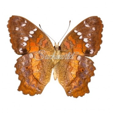 Anartia Amathea