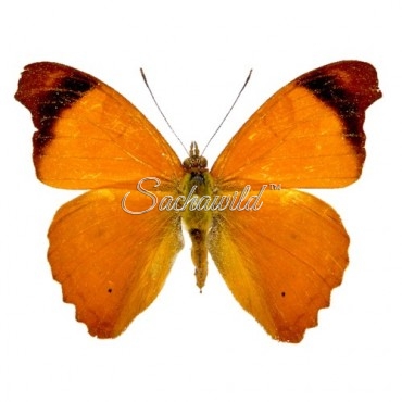 Temenis Laothoe Laothoe