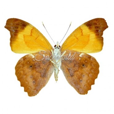 Temenis Laothoe Laothoe