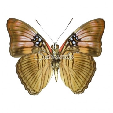 Adelpha Mesentina