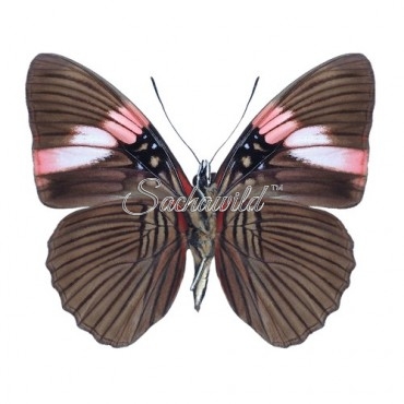 Adelpha Lara Mainas