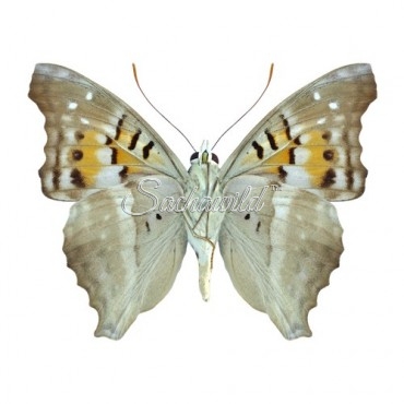 Doxocopa Cherubina (M)