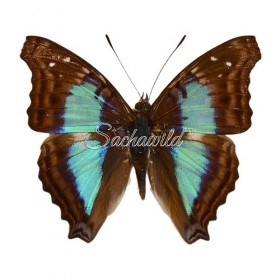 Doxocopa Cherubina