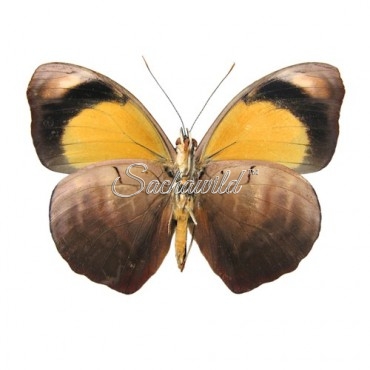 Catonephele Numilia Numilia