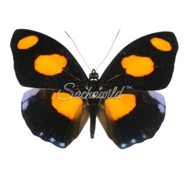 Catonephele Numilia Numilia