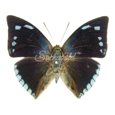 Polygrapha (Anaea) Xenocrates Xenocrates