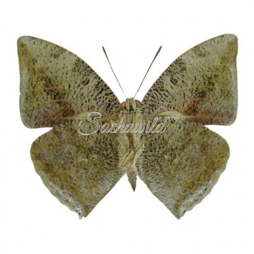 Polygrapha (Anaea) Xenocrates Xenocrates