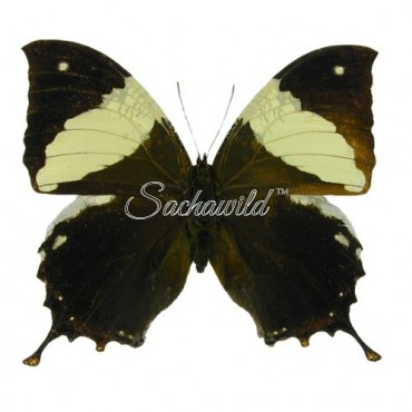 Hypna Clytemnestra Negra