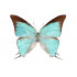 Pseudolycaena Marsyas (M)
