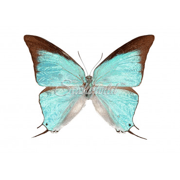 Pseudolycaena Marsyas (M)