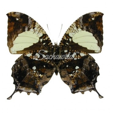 Hypna Clytemnestra Negra