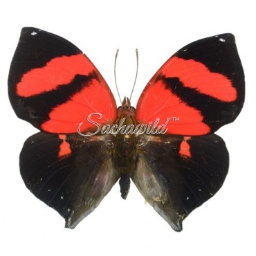 Siderone Galanthis Galanthis (Marthesia)