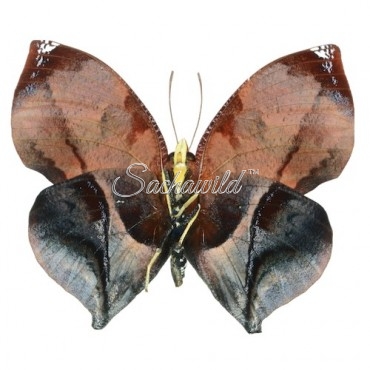 Siderone Galanthis Galanthis (Marthesia)