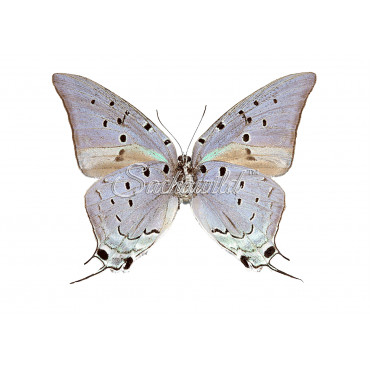 Pseudolycaena Marsyas (M)