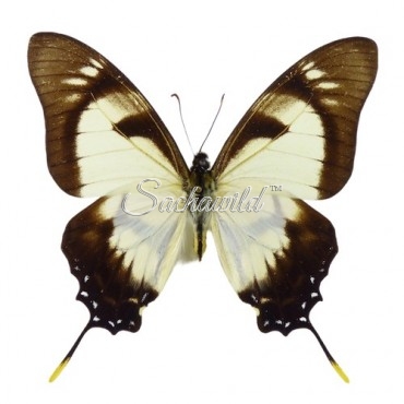 Eurytides Dolicaon Deileon