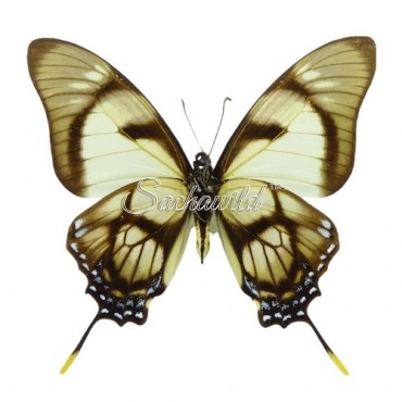 Eurytides Dolicaon Deileon