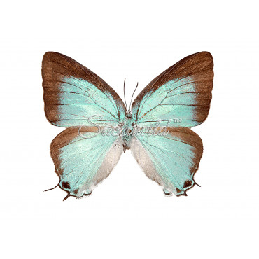 Pseudolycaena Marsyas (F)