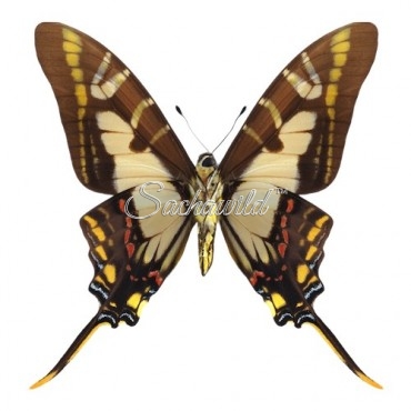 Eurytides Thyastes Thyastinus