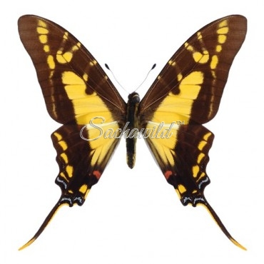 Eurytides Thyastes Thyastinus