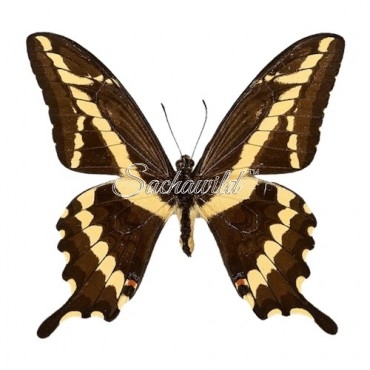 Papilio Paeon