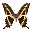 Papilio Paeon (M)