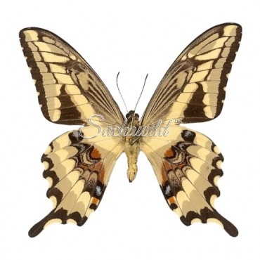 Papilio Paeon