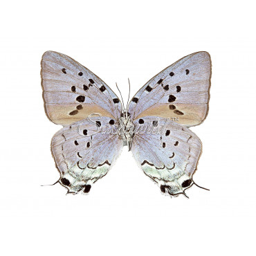 Pseudolycaena Marsyas (F)