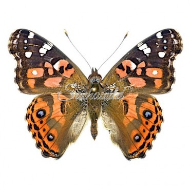 Vanessa Braziliensis