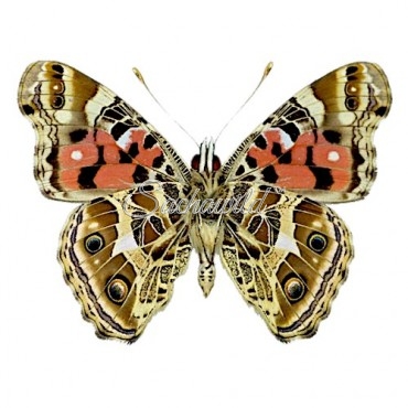 Vanessa Braziliensis