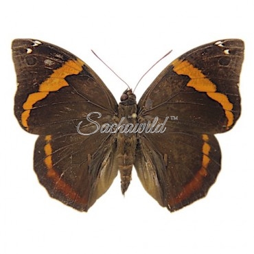 Opsiphanes Invirae Agasthenes