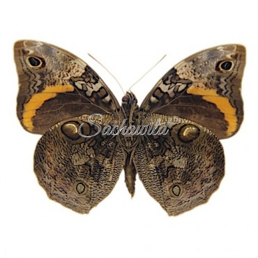 Opsiphanes Invirae Agasthenes