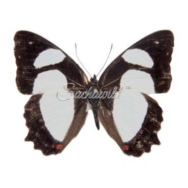 Pyrrhogyra Amphiro Amphiro