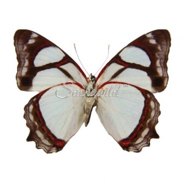 Pyrrhogyra Amphiro Amphiro