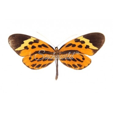 Melinaea Menophilus Menophilus