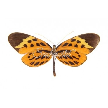 Melinaea Menophilus Menophilus