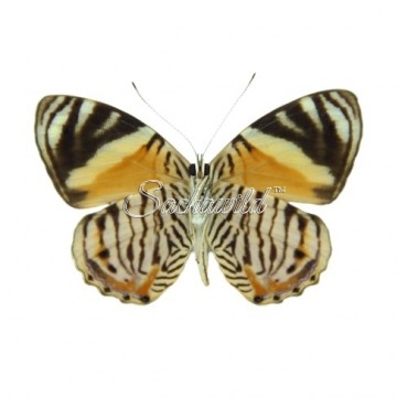 Tigridia Acesta Fulvescens